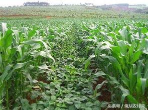 玉米套种大豆技术视频,玉米套种大豆高效种植技术解析