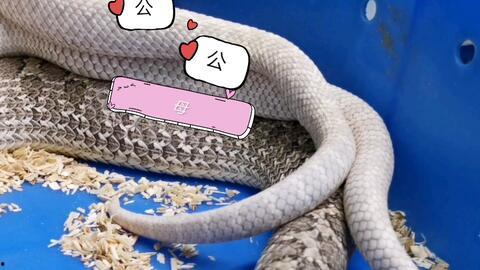 猪配种的视频,从相识到繁衍的奇妙旅程