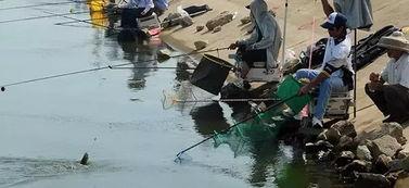 鱼吃钩浮漂动作视频,鱼吃钩浮漂动作解析