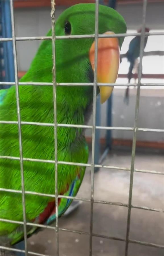 鹦鹉说话视频,视频揭秘神奇语言能力