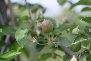 苹果树疏果视频教程,视频教程详解