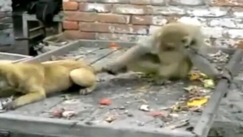 非洲黑人搞笑视频,黑人搞笑视频集锦，欢乐无限