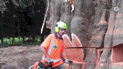 伐木倒向技巧视频教程,视频教程深度解析