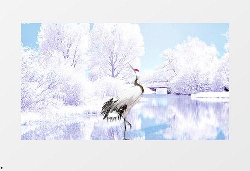 霜降视频,自然界的冰封时刻