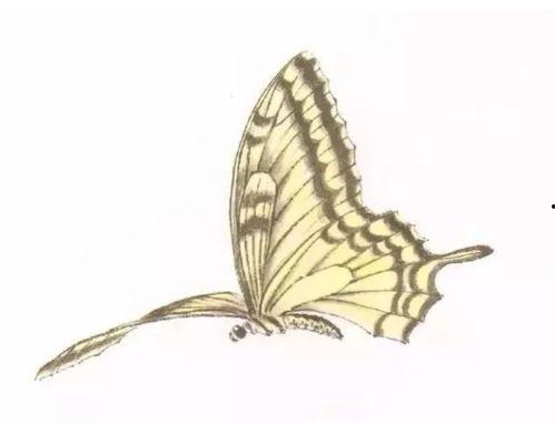 蝴蝶画画视频,探索色彩斑斓的绘画之旅