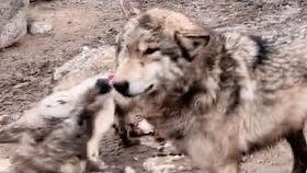 狼繁殖视频,野外生存与家族传承的震撼瞬间