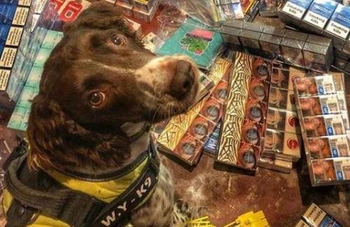 警犬破案视频,追踪真相的忠诚伙伴