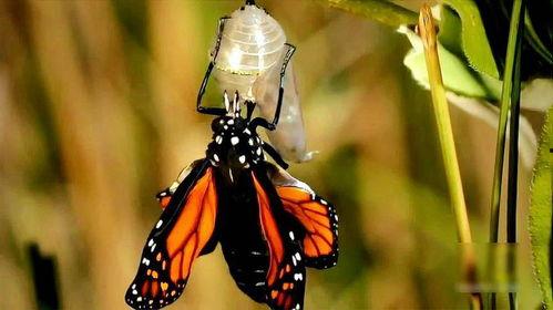 蝴蝶是怎么变成的视频,从卵到成虫的神奇转变