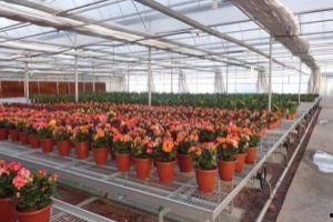 大棚养花视频,视频教程带你轻松掌握