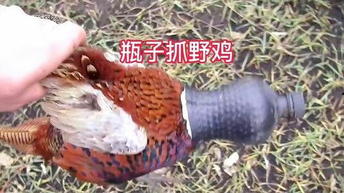 逮山鸡视频,视频带你领略野外生存技巧