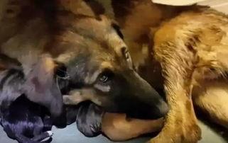 流浪狗生产视频大全,温馨与辛酸交织的繁殖瞬间