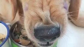 市场卖狗视频,市场热销狗狗品种大盘点