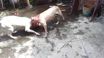 斗狗视频