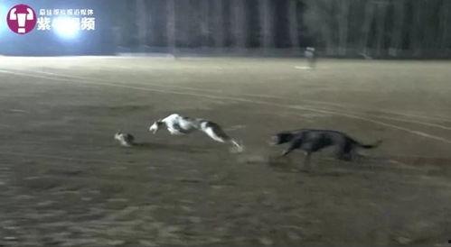 细狗猎兔视频