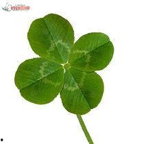 四叶草在线视频,探索虚拟世界的奇幻之旅